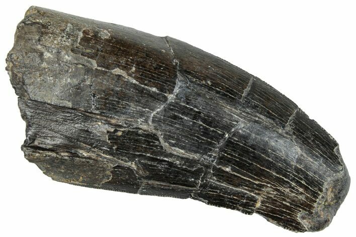 Serrated Tyrannosaur Tooth - Two Medicine Formation #263796